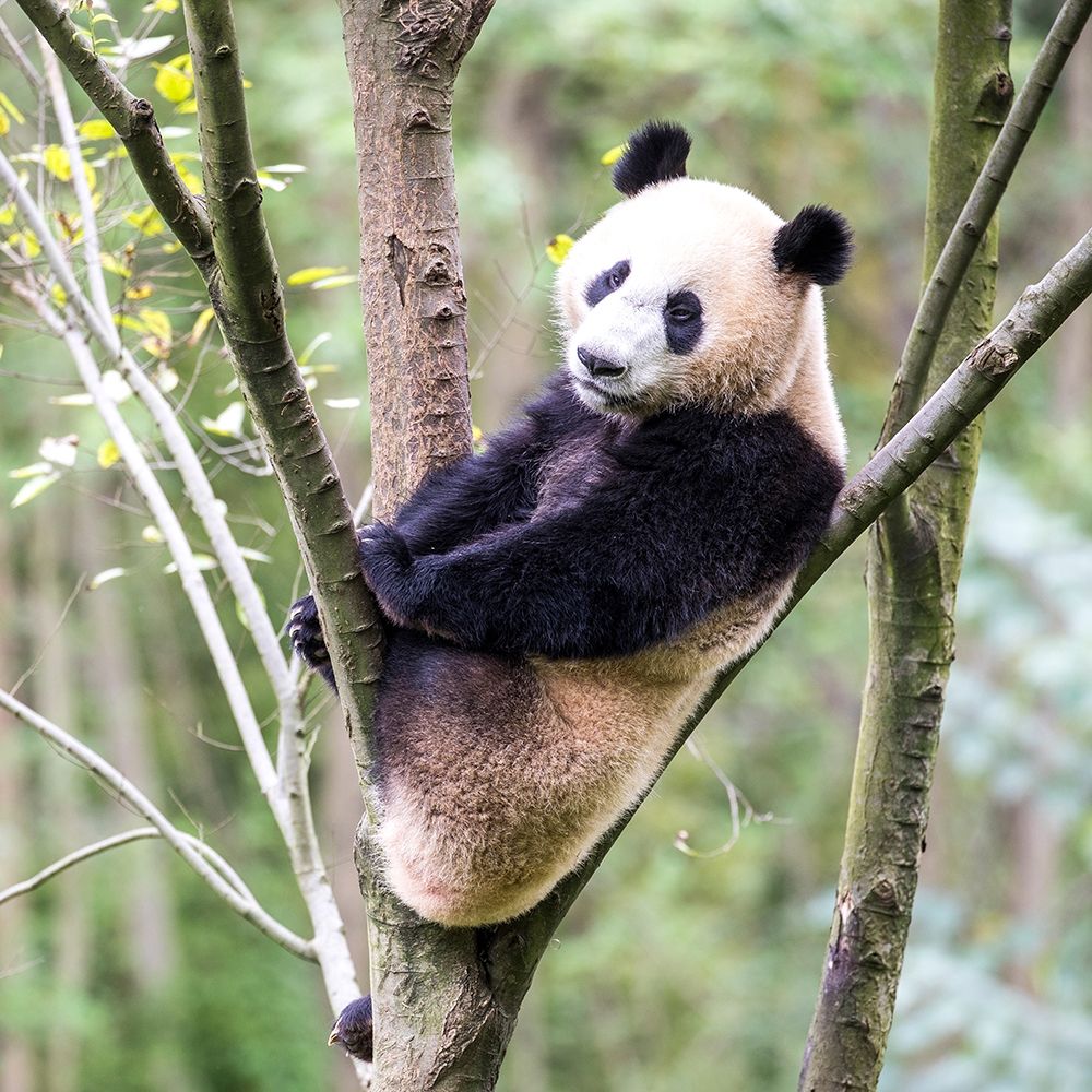 Asia-China-Sichuan Province-Mt Qincheng Town-Giant Panda